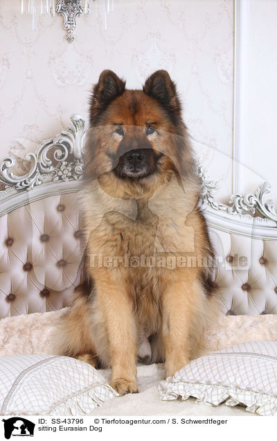 sitzender Eurasier / sitting Eurasian Dog / SS-43796
