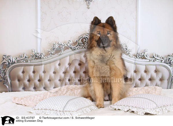 sitzender Eurasier / sitting Eurasian Dog / SS-43797