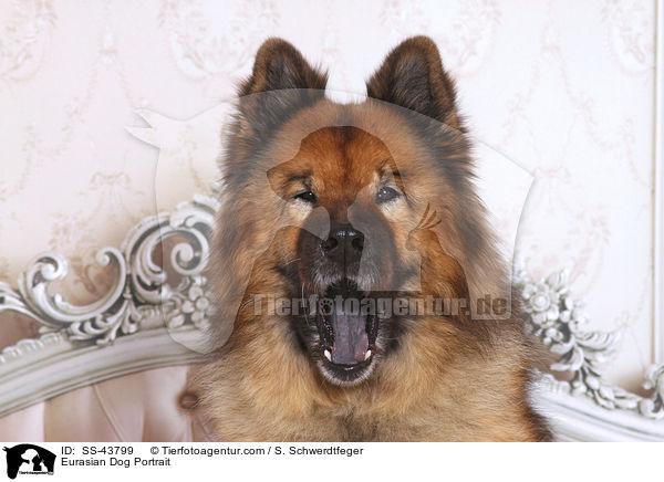 Eurasian Dog Portrait / SS-43799