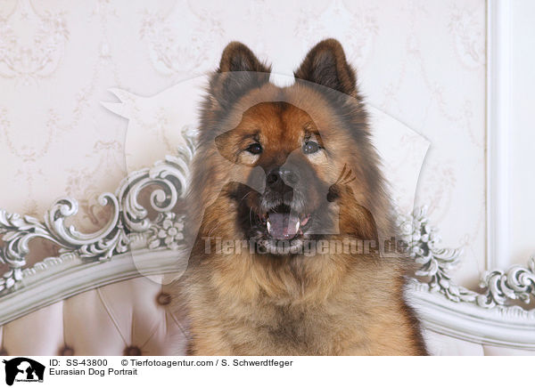 Eurasian Dog Portrait / SS-43800