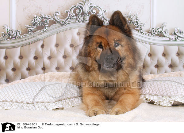 liegender Eurasier / lying Eurasian Dog / SS-43801