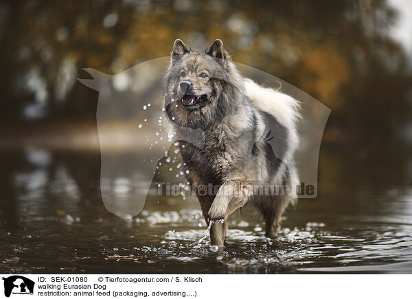 laufender Eurasier / walking Eurasian Dog / SEK-01080