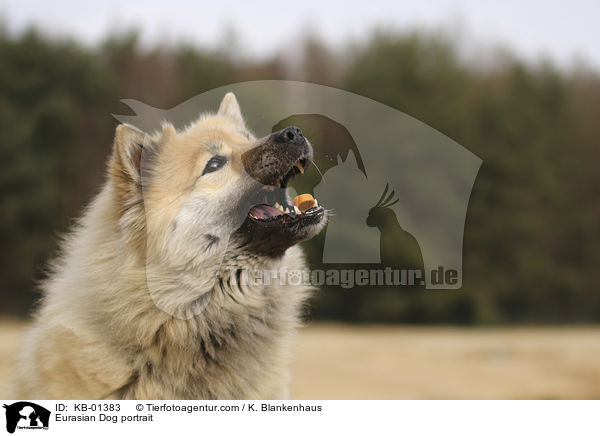 Eurasier Portrait / Eurasian Dog portrait / KB-01383