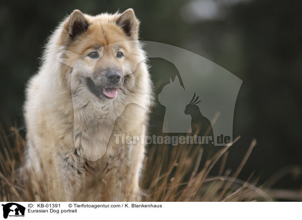 Eurasier Portrait / Eurasian Dog portrait / KB-01391