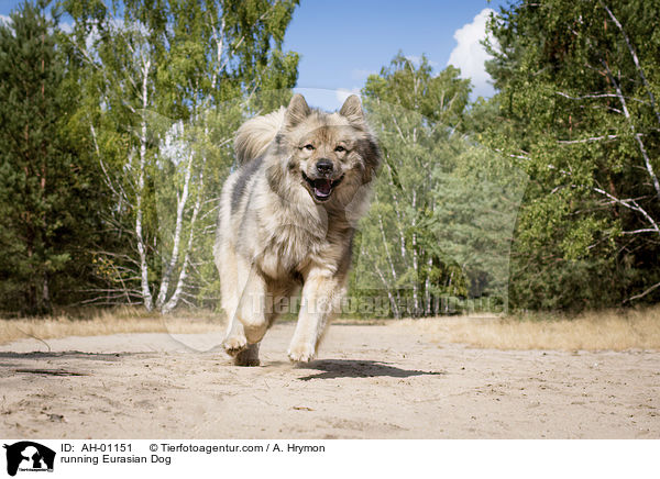 rennender Eurasier / running Eurasian Dog / AH-01151