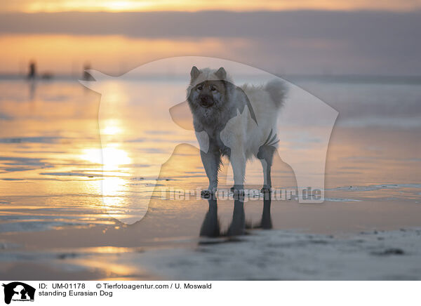 stehender Eurasier / standing Eurasian Dog / UM-01178