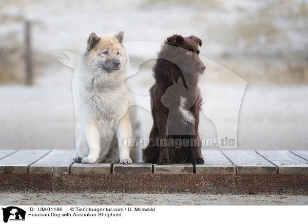 Eurasier mit Australian Shepherd / Eurasian Dog with Australian Shepherd / UM-01186