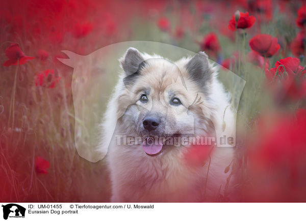 Eurasian Dog portrait / UM-01455