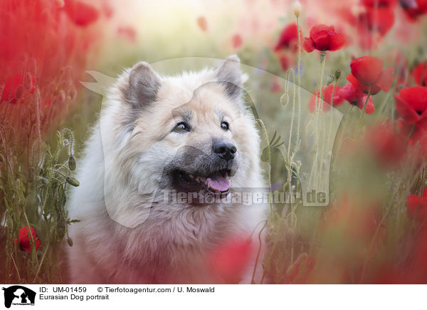 Eurasian Dog portrait / UM-01459