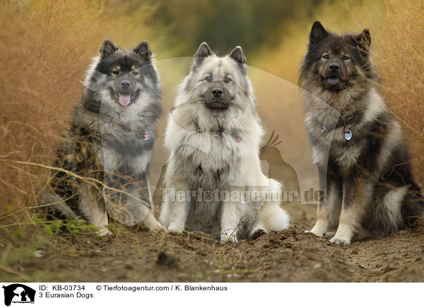 3 Eurasier / 3 Eurasian Dogs / KB-03734