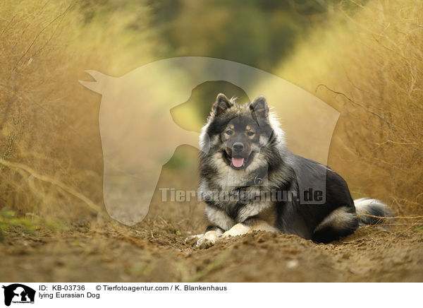 liegender Eurasier / lying Eurasian Dog / KB-03736