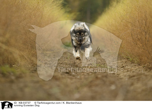 running Eurasian Dog / KB-03737