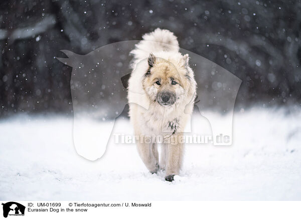 Eurasier im Schnee / Eurasian Dog in the snow / UM-01699