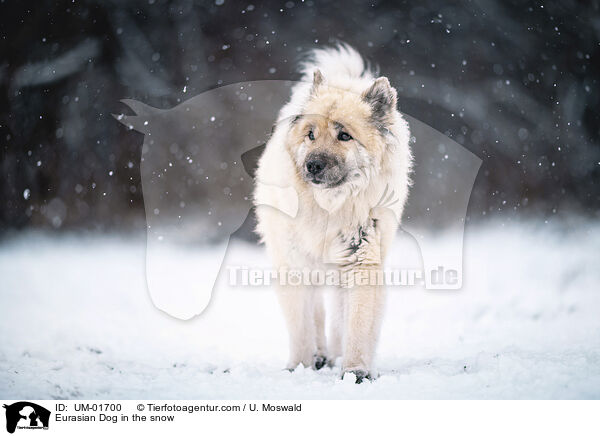 Eurasier im Schnee / Eurasian Dog in the snow / UM-01700
