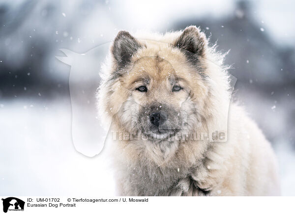 Eurasier Portrait / Eurasian Dog Portrait / UM-01702