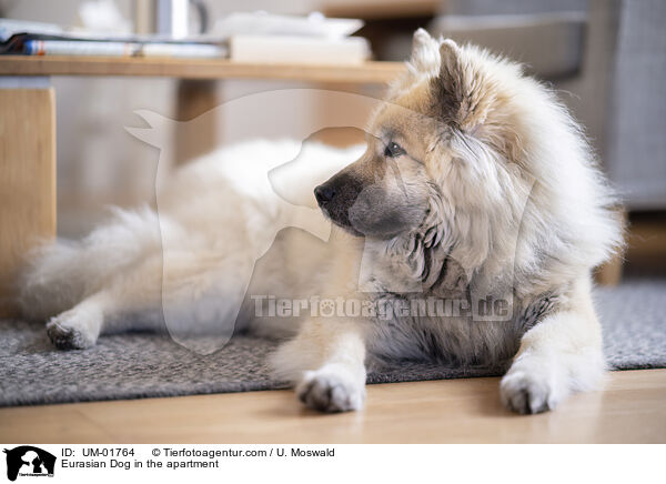 Eurasier in der Wohnung / Eurasian Dog in the apartment / UM-01764