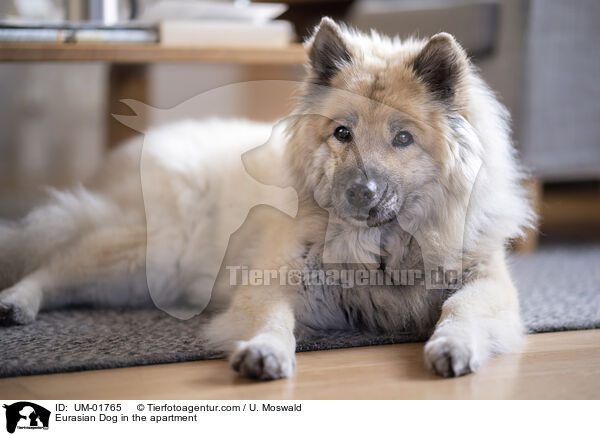 Eurasier in der Wohnung / Eurasian Dog in the apartment / UM-01765