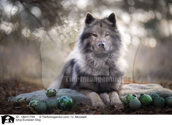 liegender Eurasier / lying Eurasian Dog / UM-01766