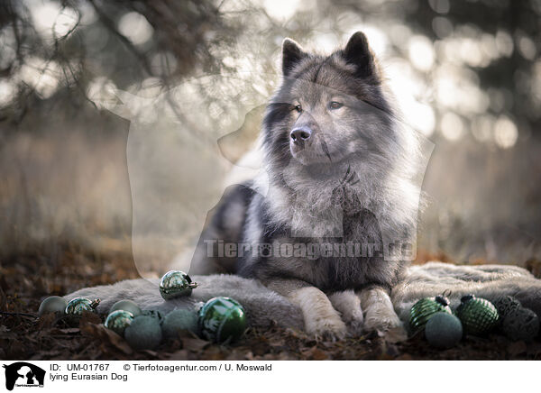 liegender Eurasier / lying Eurasian Dog / UM-01767