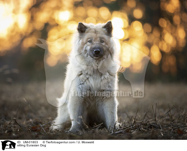 sitzender Eurasier / sitting Eurasian Dog / UM-01803