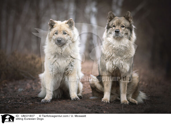 sitzende Eurasier / sitting Eurasian Dogs / UM-01807