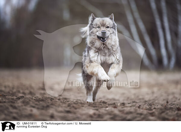 rennender Eurasier / running Eurasian Dog / UM-01811