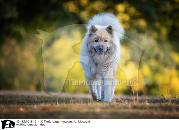 laufender Eurasier / walking eurasian dog / UM-01846