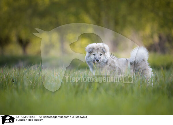 Eurasier Welpe / eurasian dog puppy / UM-01852