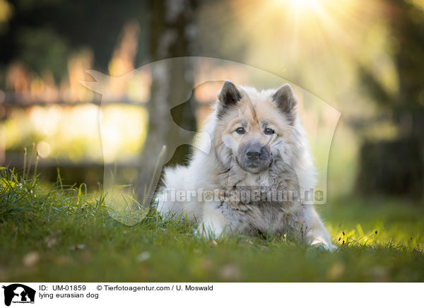 liegender Eurasier / lying eurasian dog / UM-01859