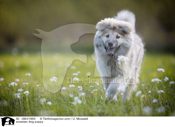 Eurasier Welpe / eurasian dog puppy / UM-01860