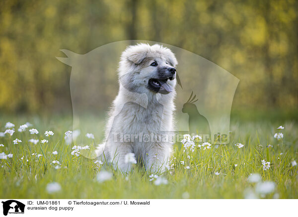 Eurasier Welpe / eurasian dog puppy / UM-01861