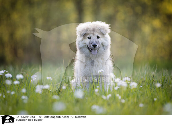 Eurasier Welpe / eurasian dog puppy / UM-01863