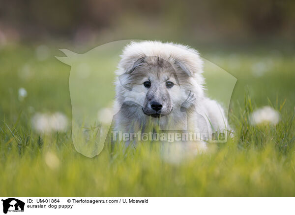 Eurasier Welpe / eurasian dog puppy / UM-01864