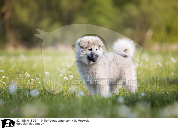 Eurasier Welpe / eurasian dog puppy / UM-01865