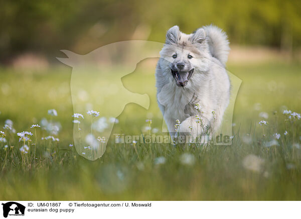 Eurasier Welpe / eurasian dog puppy / UM-01867