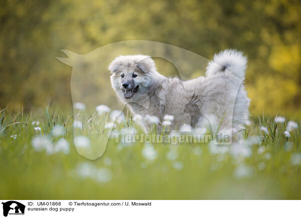 Eurasier Welpe / eurasian dog puppy / UM-01868