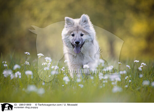 Eurasier Welpe / eurasian dog puppy / UM-01869