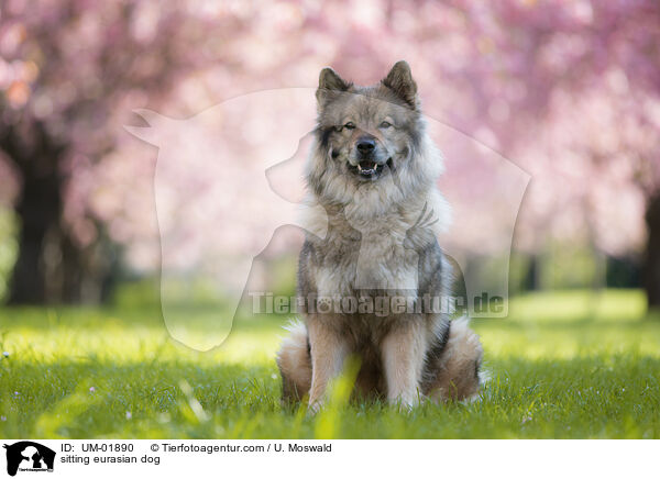sitzender Eurasier / sitting eurasian dog / UM-01890