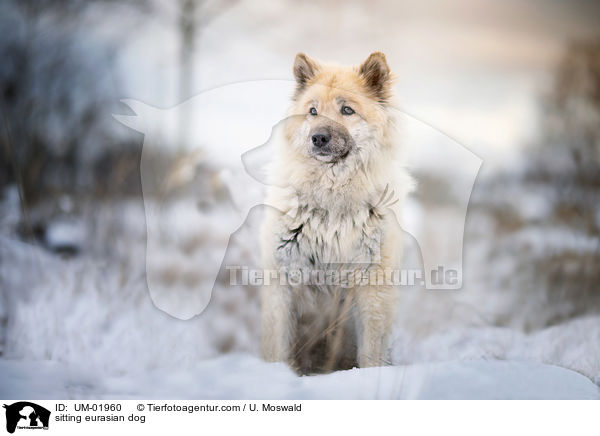 sitzender Eurasier / sitting eurasian dog / UM-01960