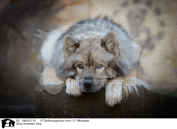 liegender Eurasier / lying eurasian dog / UM-02110