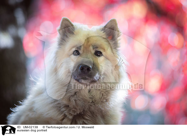 Eurasier Portrait / eurasian dog portrait / UM-02138