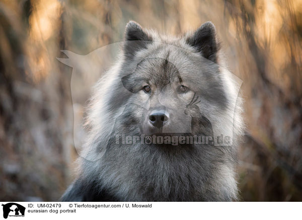 Eurasier Portrait / eurasian dog portrait / UM-02479