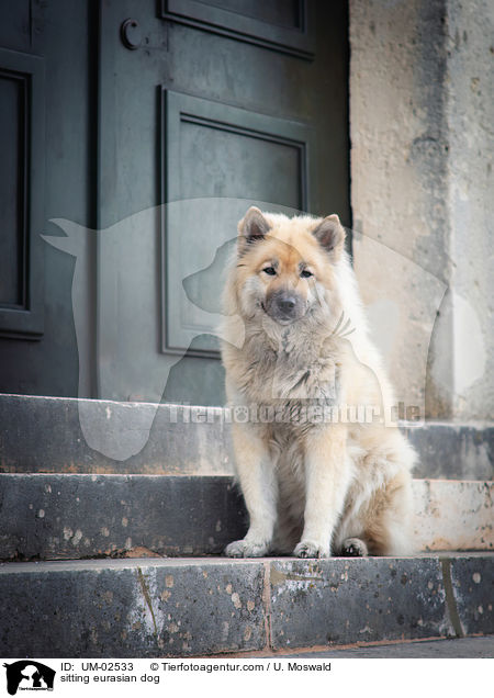 sitzender Eurasier / sitting eurasian dog / UM-02533