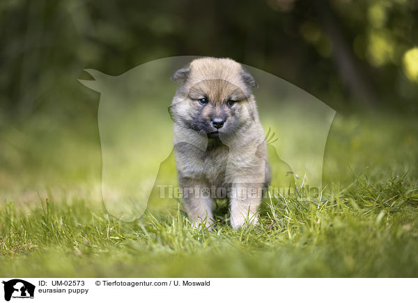 Eurasier Welpe / eurasian puppy / UM-02573