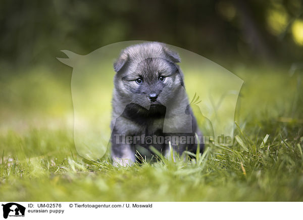 Eurasier Welpe / eurasian puppy / UM-02576