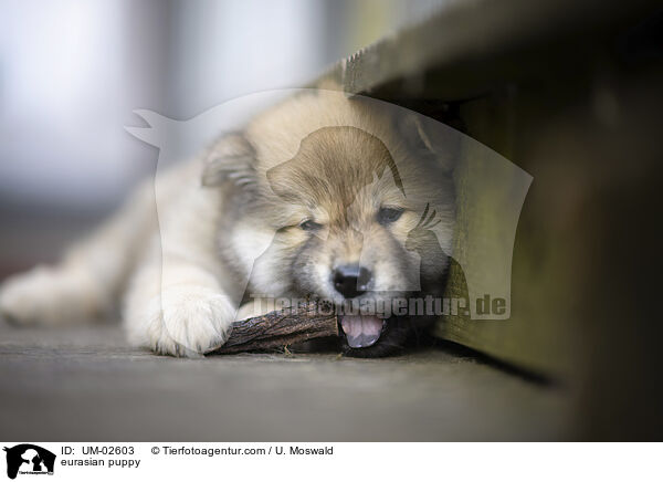 Eurasier Welpe / eurasian puppy / UM-02603