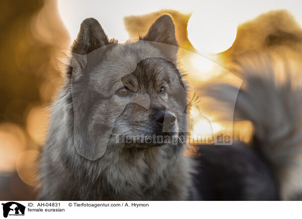 Eurasier Hndin / female eurasian / AH-04831