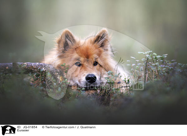 Eurasier / Eurasier / JQ-01854