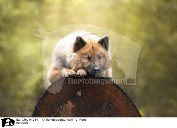 Eurasier / eurasian / CRO-01244