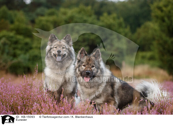 Eurasier / Eurasier / KB-15093